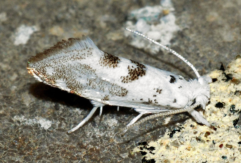 7 Yponomeutidae - Niphonympha dealbatella